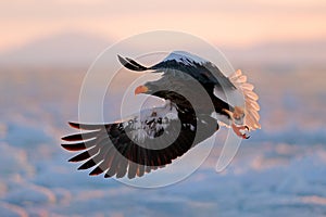 Flying rare eagle. Stellerl`s sea eagle, Haliaeetus pelagicus, flying bird of prey, with blue sky in background, Hokkaido, Japan.