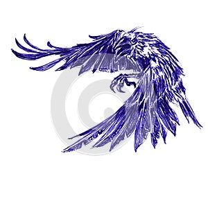 Flying raven closeup. Hand drawn sketch with ballpoint pen on paper texture. Isolated on white. Bitmap