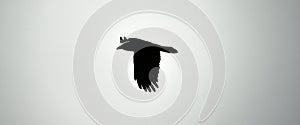 Flying raven. Flying black raven, rook or crow isolated on a white background