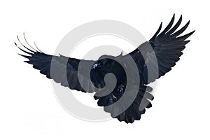 Flying raven isolated on white background Corvus corax