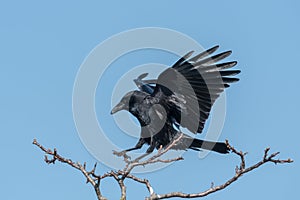 Flying raven on landing in front of blue sky