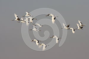 Flying the red-crowned crane bird