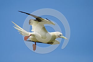 Flying Red Footed Booby