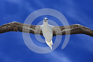 Flying Red Footed Booby