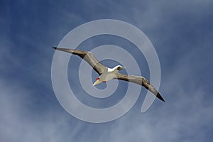 Flying Red Footed Booby