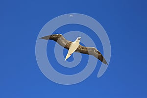 Flying Red-Footed Booby Bird