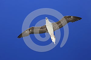 Flying Red-Footed Booby Bird