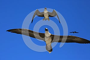 Flying Red-Footed Booby Juveniles