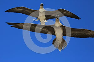 Flying Red-Footed Booby Juveniles