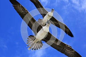 Flying Red-Footed Booby Juveniles
