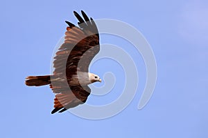 A flying red hawk on the sky