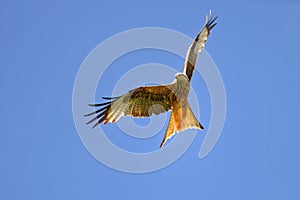 A flying Red kite on the hunt Ein fliegender Rotmilan auf der Jagd in blauem Himmel