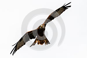 Flying Red Kite