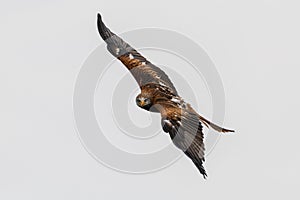 Flying Red Kite
