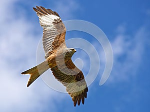 A Red kite (Milvus milvus) is flying in blue cloudy sky