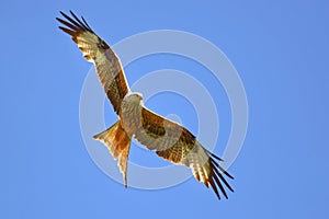 Flying Red kite Milvus milvus in clear blue sky Fliegender Rotmilan in blauem Himmel photo