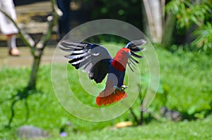 A flying red parrot in a tropical park