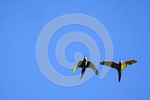 Flying red-shouldered macaw in the wild, Diopsittaca Nobilis, Aquidauana, Mato Grosso Do Sul, Brazil