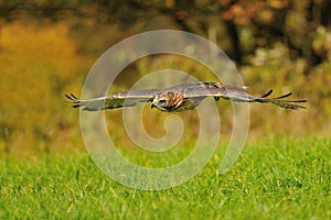 Flying Red-tailed Hawk