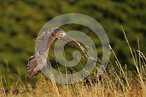 Flying Red-tailed Hawk