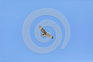 Flying red tailed hawk Buteo jamaicensis against a blue sky