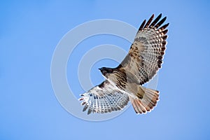 Flying Red-tailed Hawk Buteo jamaicensis photo