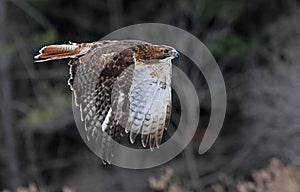 Flying Red-tailed Hawk photo