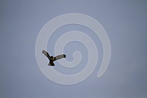 A flying red tailed hawk