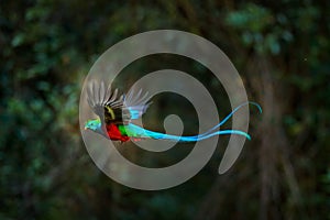 Flying Resplendent Quetzal, Pharomachrus mocinno, Costa Rica, with green forest in background. Magnificent sacred green and red