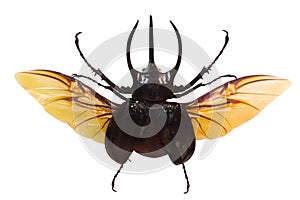 Flying rhinoceros beetle isolated on white