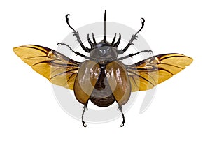 Flying rhinoceros brown beetle isolated on white