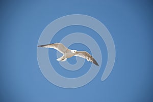 Flying ring-billed gull isolated on a blue background