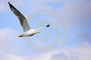Flying Ring-billed Gull Larus delawarensis; white clouds and blue sky background; copy space on the right