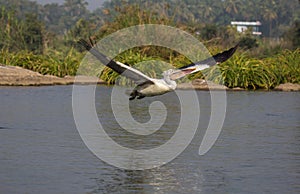 Flying in the River