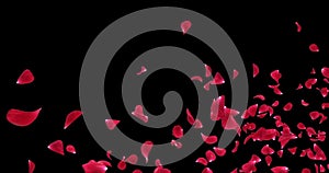 Flying Romantic Red Rose Flower Petals Falling Placeholder Alpha matte Loop 4k