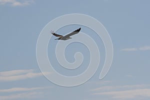 Flying rook on blue sky background.