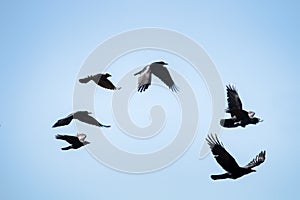 Flying rooks and jackdaws