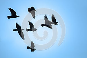 Flying rooks and jackdaws