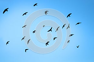 Flying rooks and jackdaws