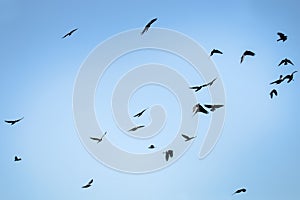 Flying rooks and jackdaws