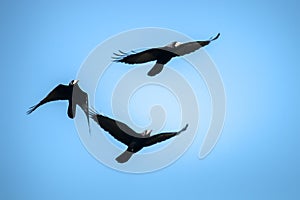 Flying rooks and jackdaws