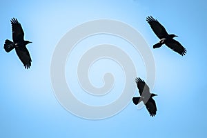 Flying rooks and jackdaws