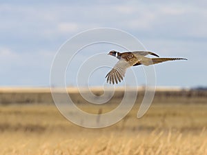 Flying Rooster Pheasant