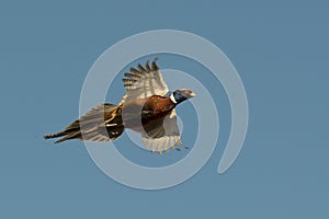 Flying Rooster Pheasant