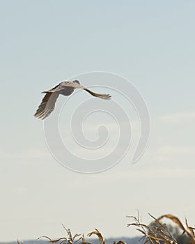 Flying Rooster Pheasant