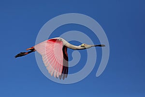 Flying roseate spoonbill photo
