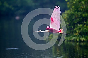 Flying roseate spoonbill with wings high photo