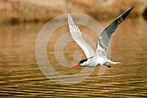 Flying Royal Tern