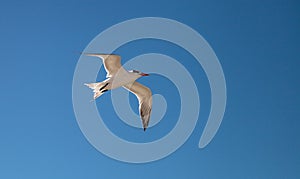 Flying royal tern Thalasseus maximus on the white sands