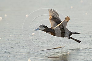 Flying Ruddy Duck